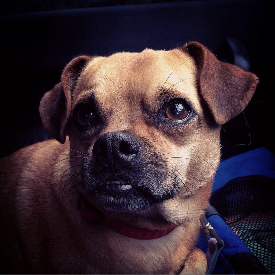 Лори Кайенна художник