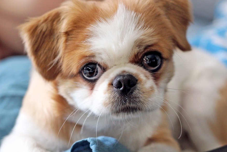 Метис Джек Рассела и пекинеса