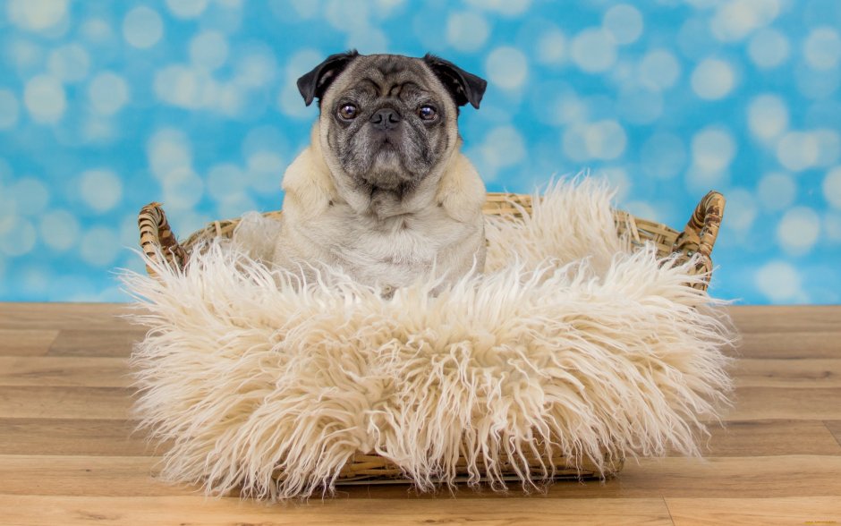 Собака грим порода клипарт