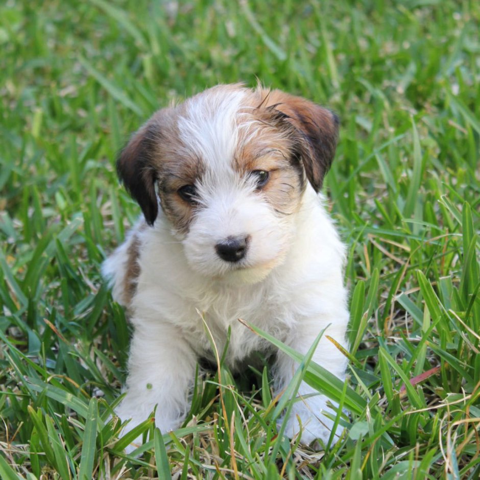 Мопс и Джек Рассел терьер помесь