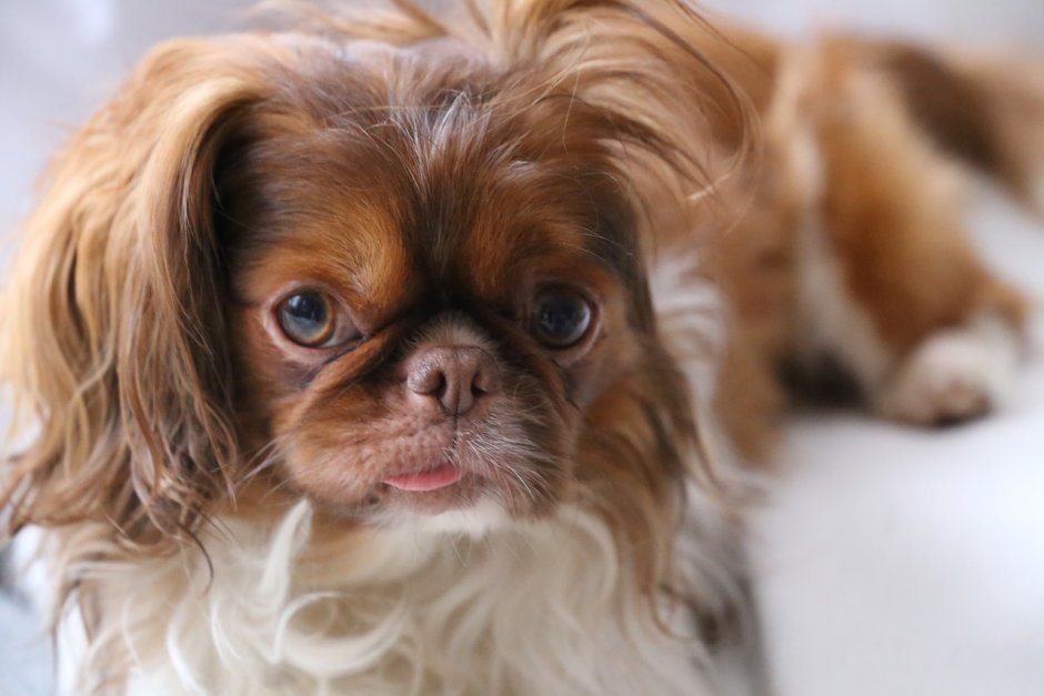 Японский Хин