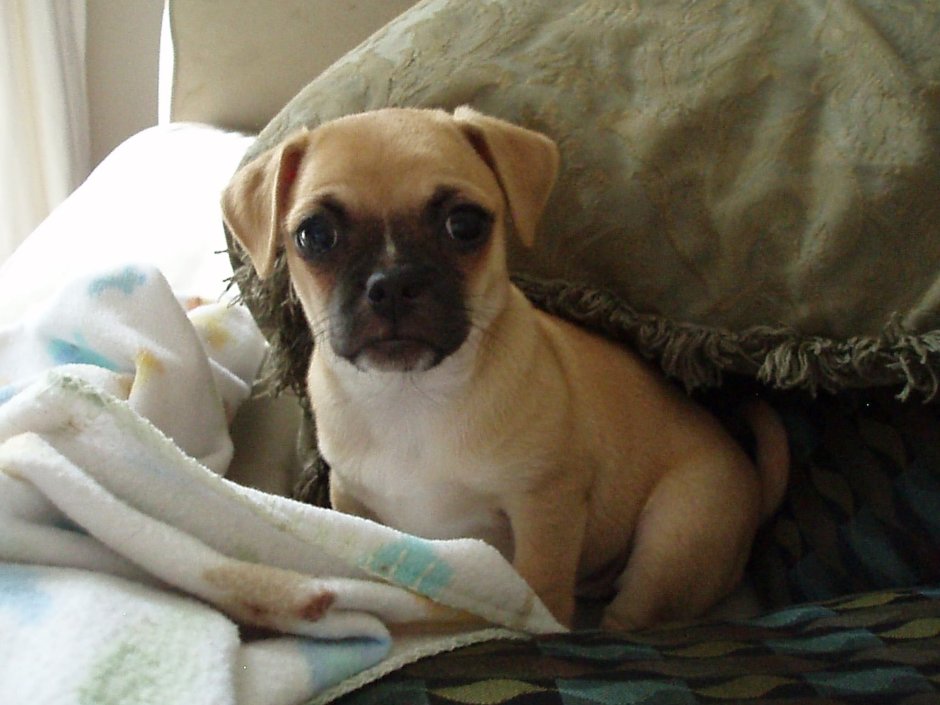 Метис МОПСА И чихуахуа