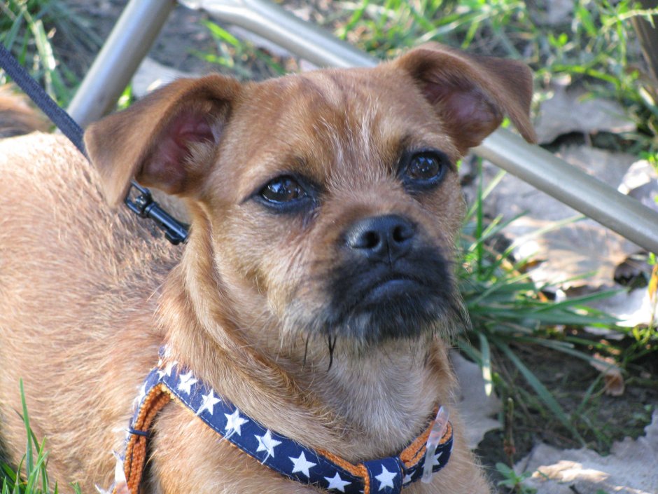 Джек Рассел терьер с пекинесом