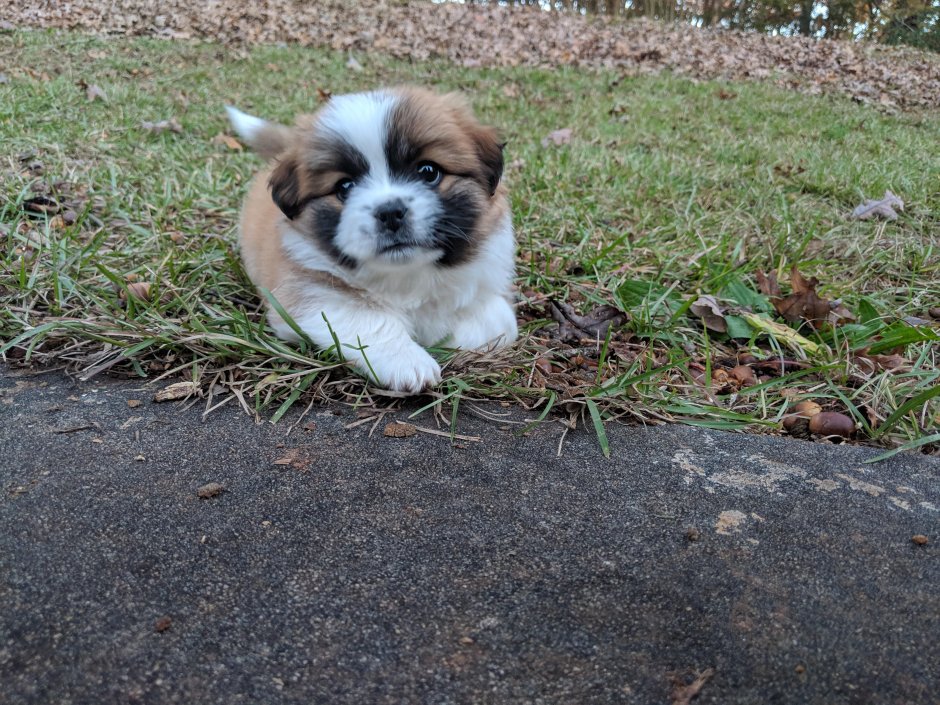 Джессика Джек Рассел