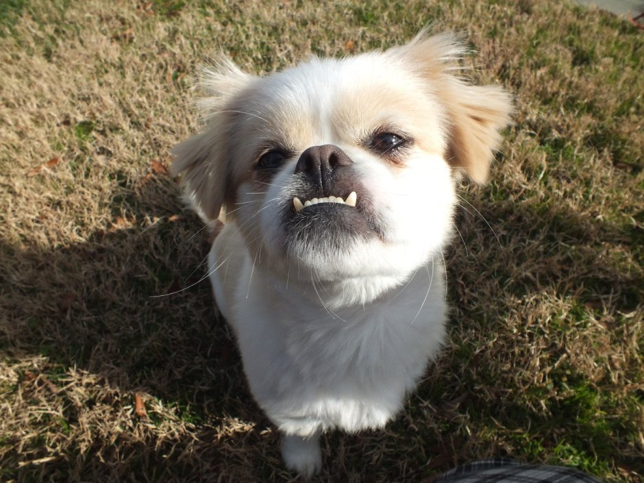 Пекинес Джесси стрижка