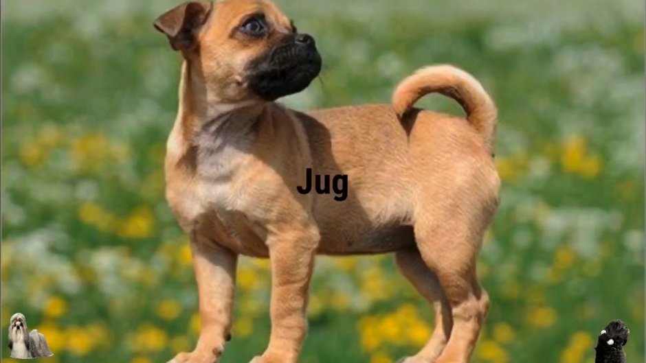 Седой Пекинес