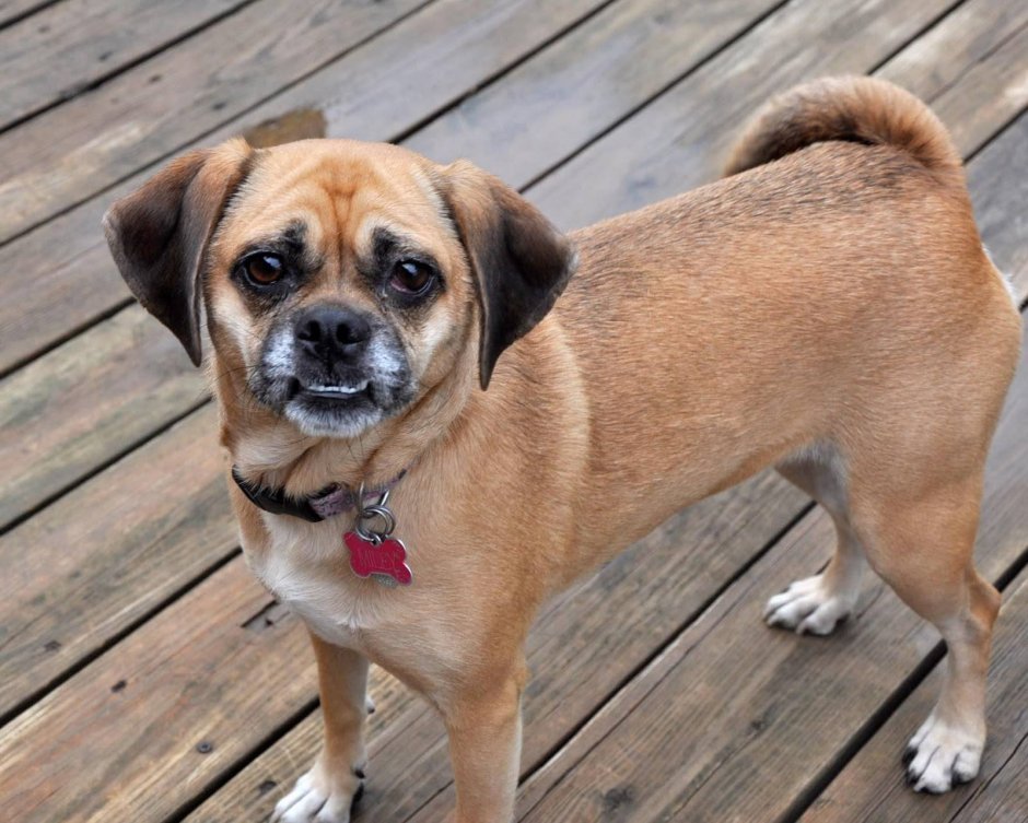 Мопс и чихуахуа