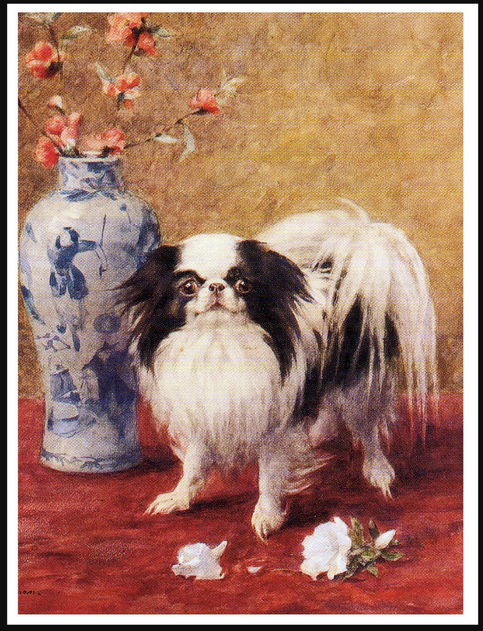 Джек-Рассел-терьер и чихуахуа микс