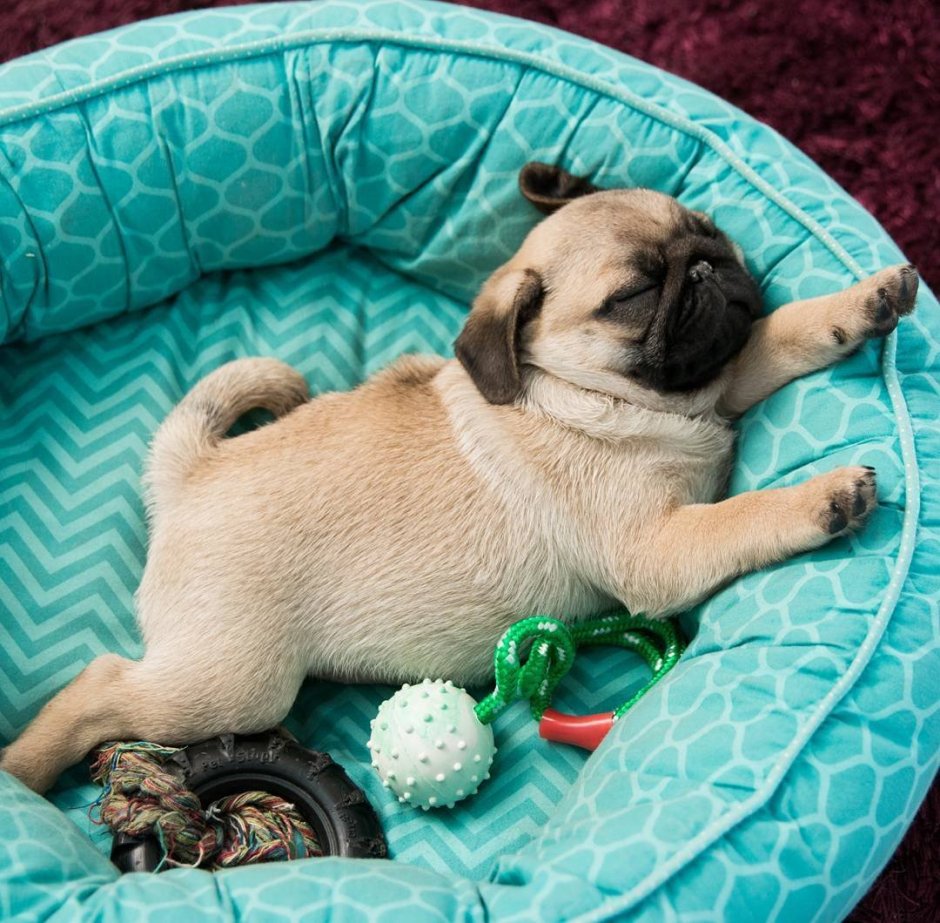 Королевский Мопс