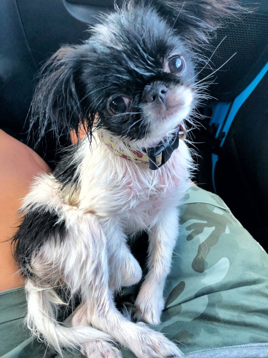 Осенний Мопс