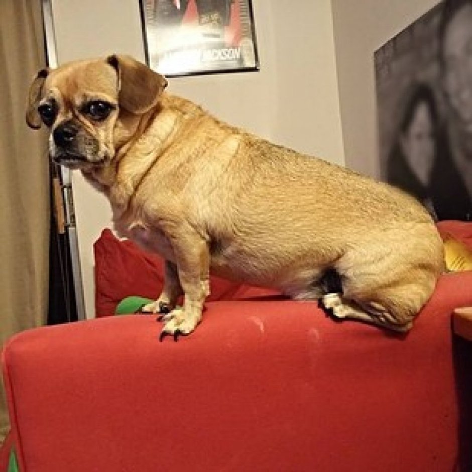 Метис МОПСА