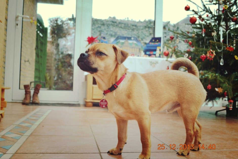 Мопс помесь с таксой