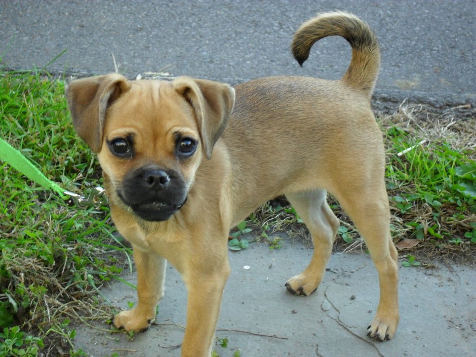 Джек Рассел Санта