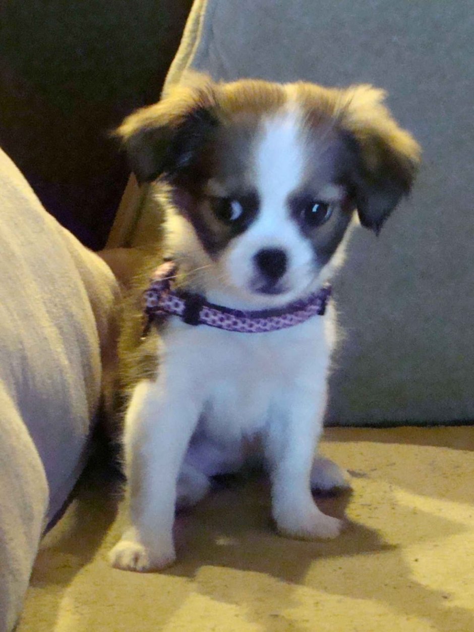 Метис японского Хина