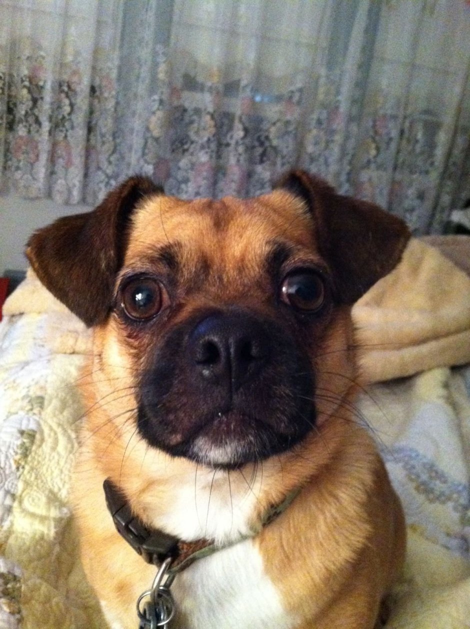 Пекинес Джек Рассел