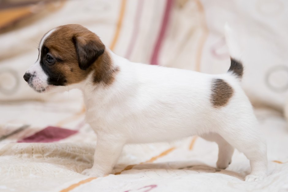 Джек Рассел на спине