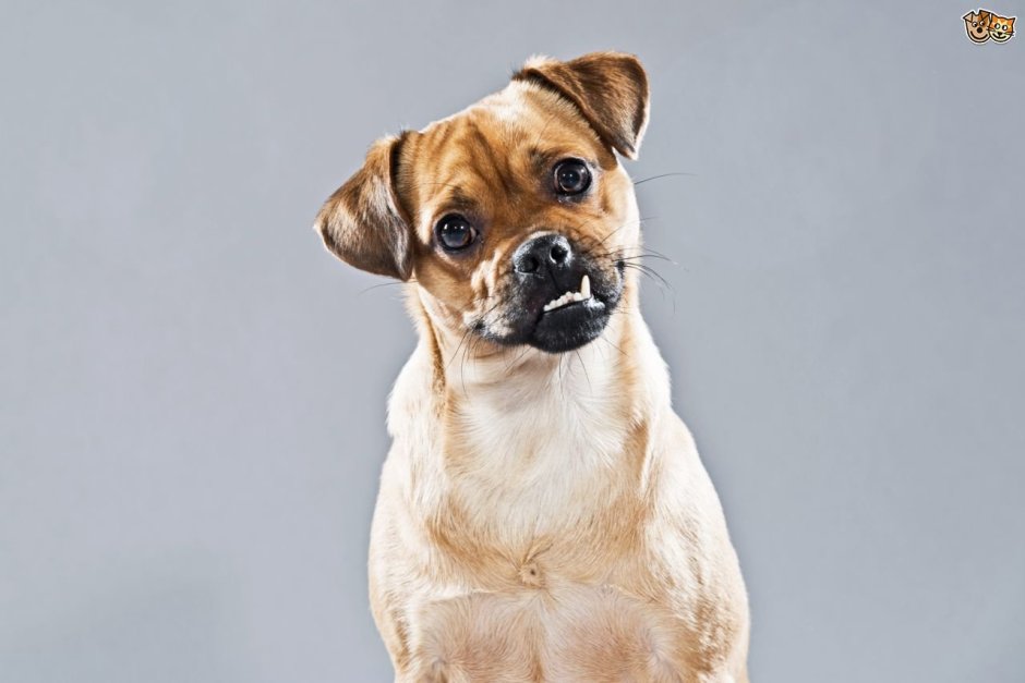 Собака расслабляется