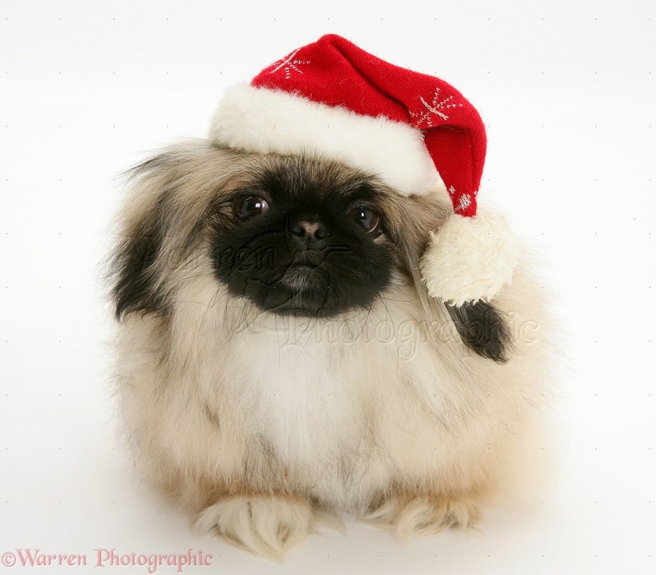 Метис МОПСА И Джек Рассела