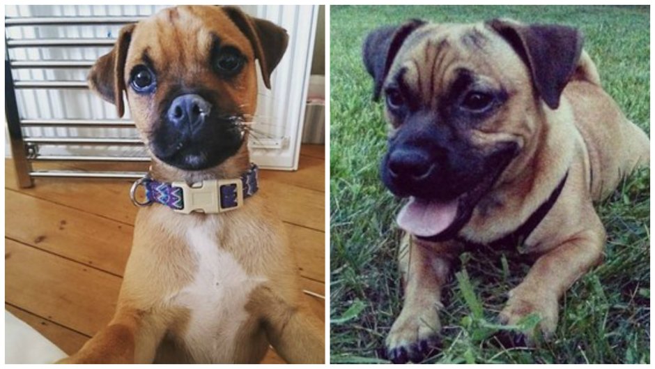 Картинки на рабочий стол Мопс