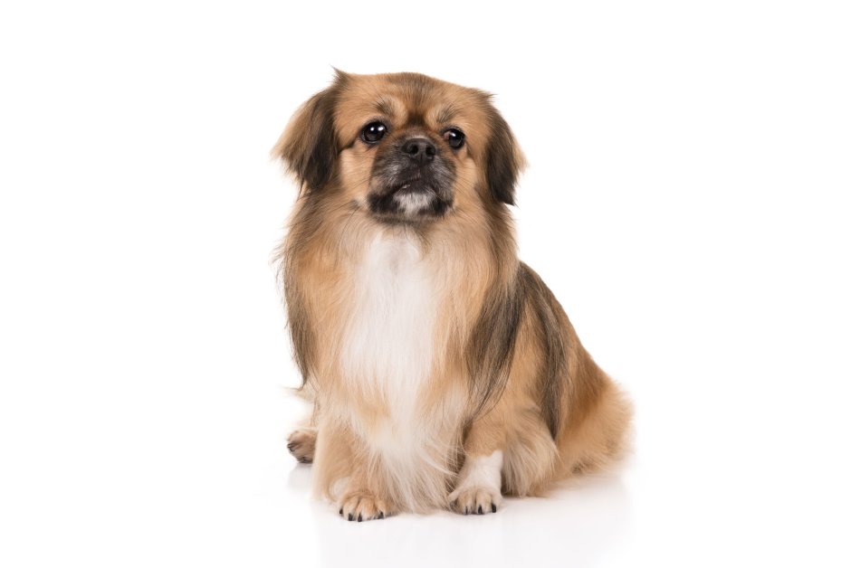 Тибетский спаниель