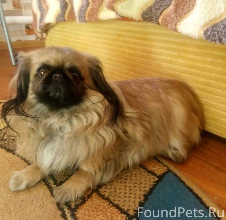 Лежанка для МОПСА