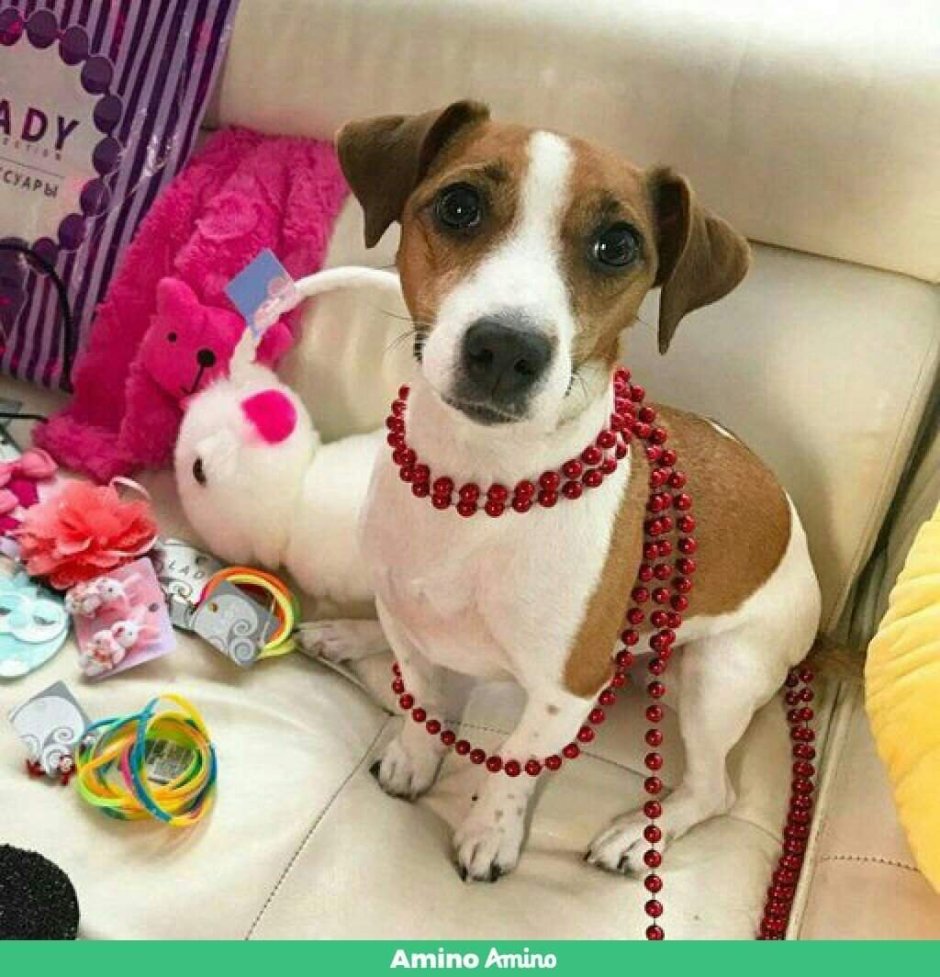 Пекинес в живописи