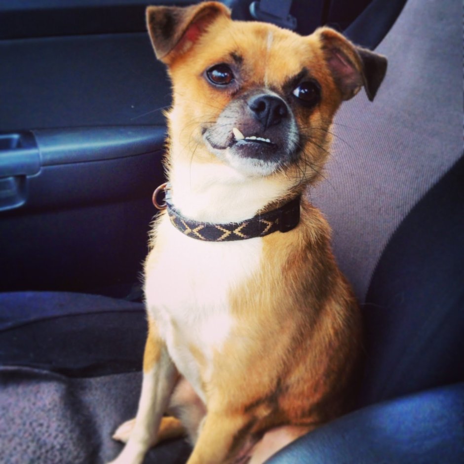 Элли ди петс Джина