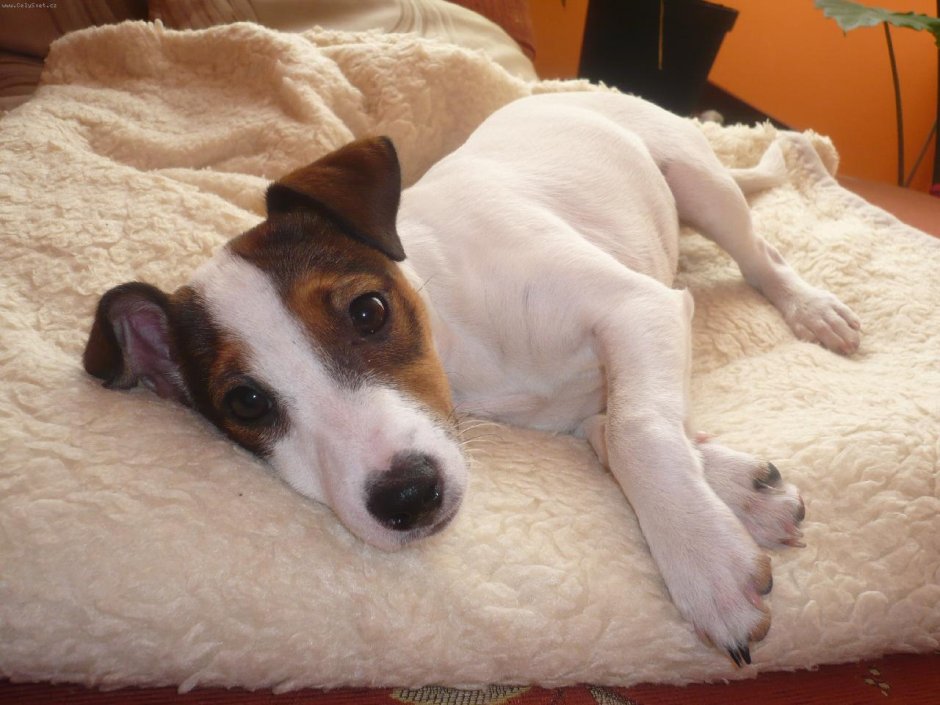 Мопс скрещенный с чихуахуа