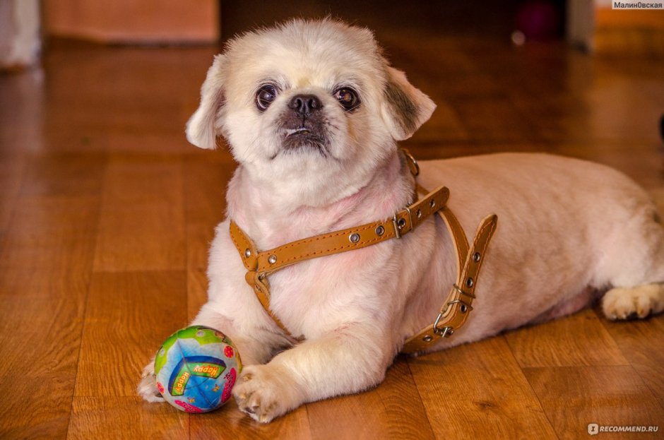 Логотип Джек Рассел терьер