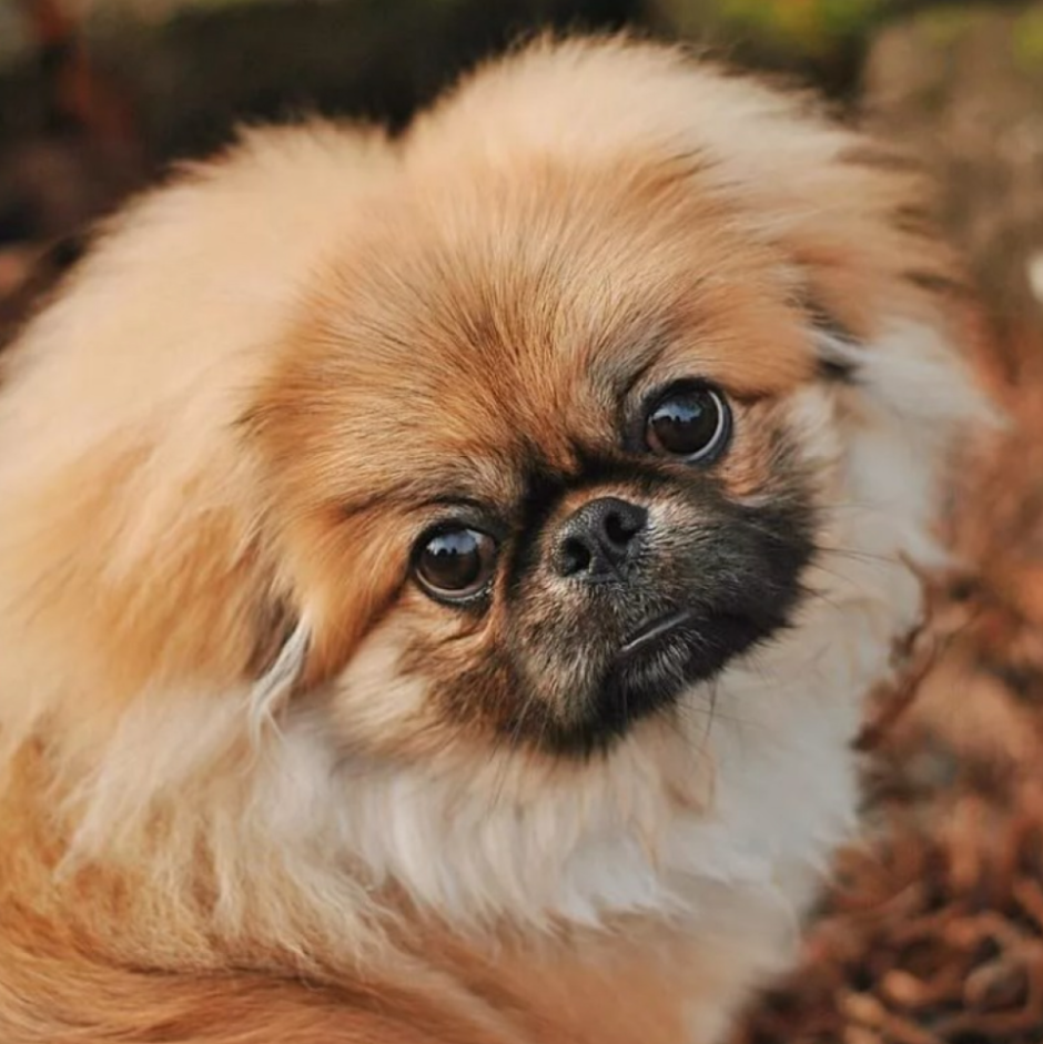 Смесь МОПСА И Джек Рассела