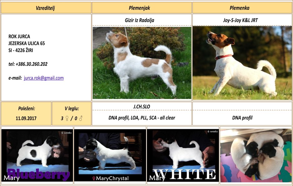 Метис Рассел терьера