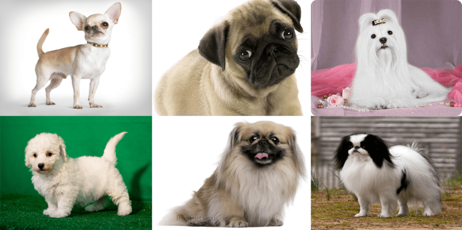 Пекинес Кавальер