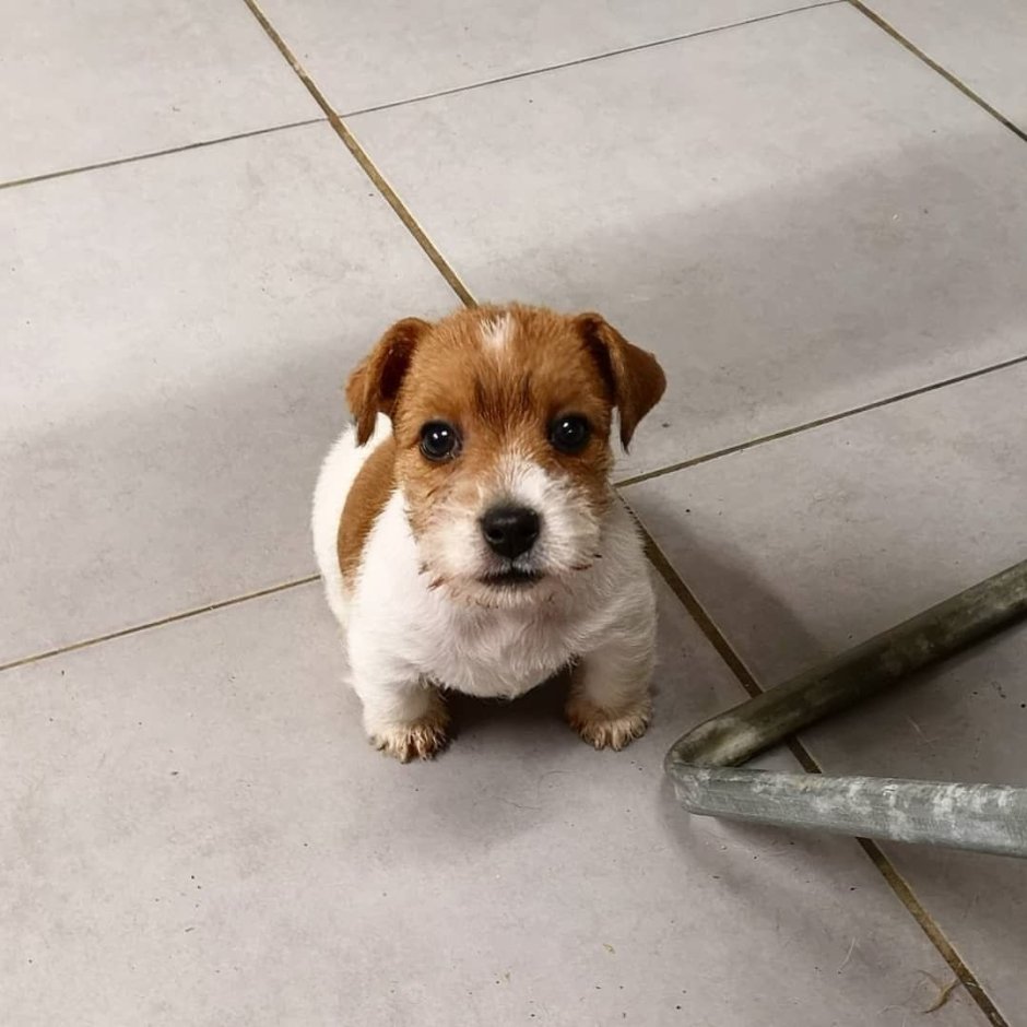 Стандарт Джек Рассел терьера РКФ