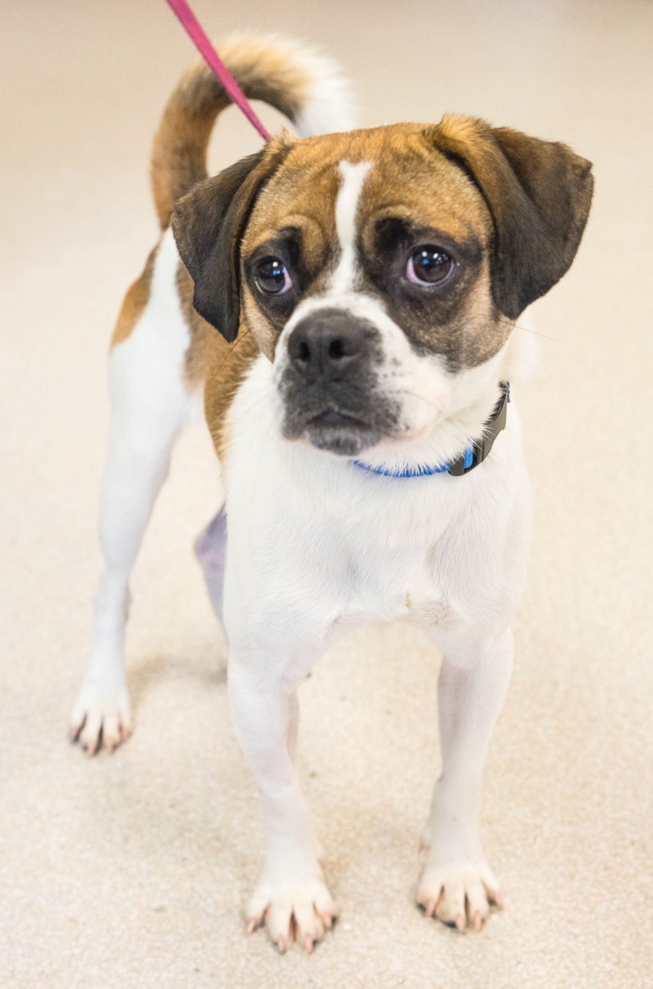 Помесь МОПСА И пекинеса