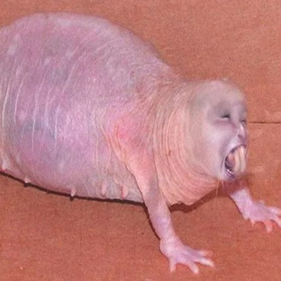 Гигантская бразильская выдра