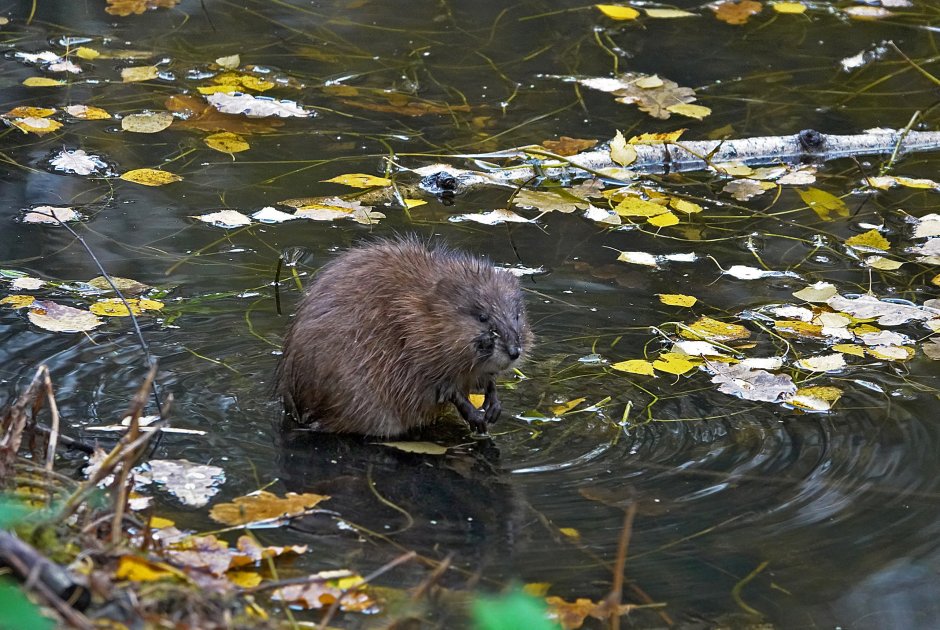 Лосиный остров ондатра