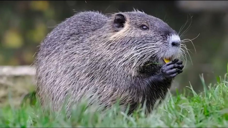 Лысая ондатра логотип