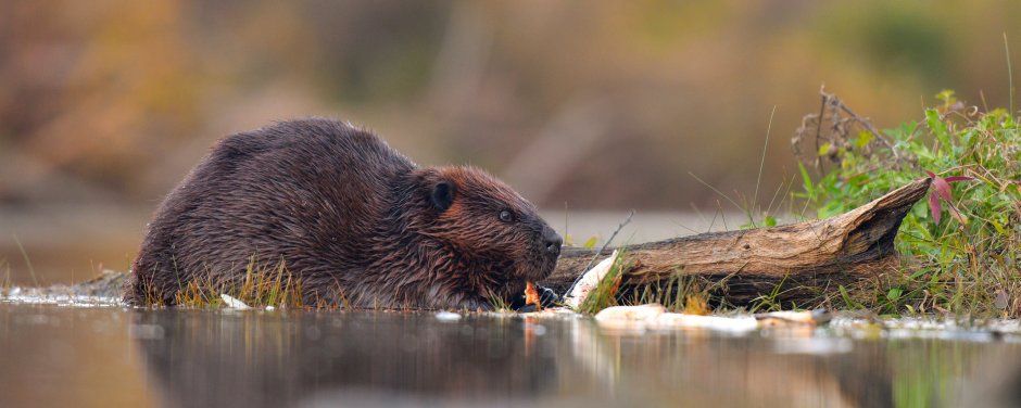 Норвежский Бобр