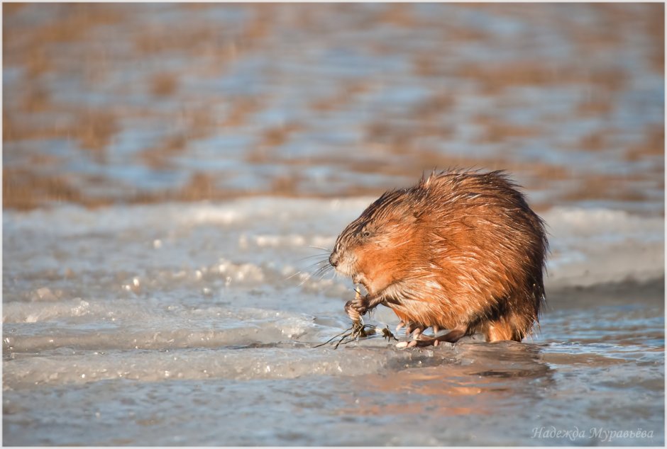 Лосиный остров ондатра