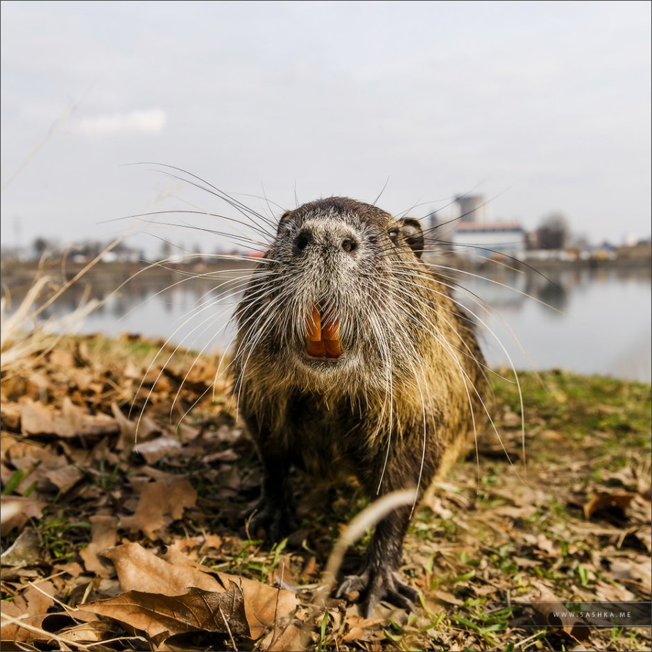 Ондатры лысые