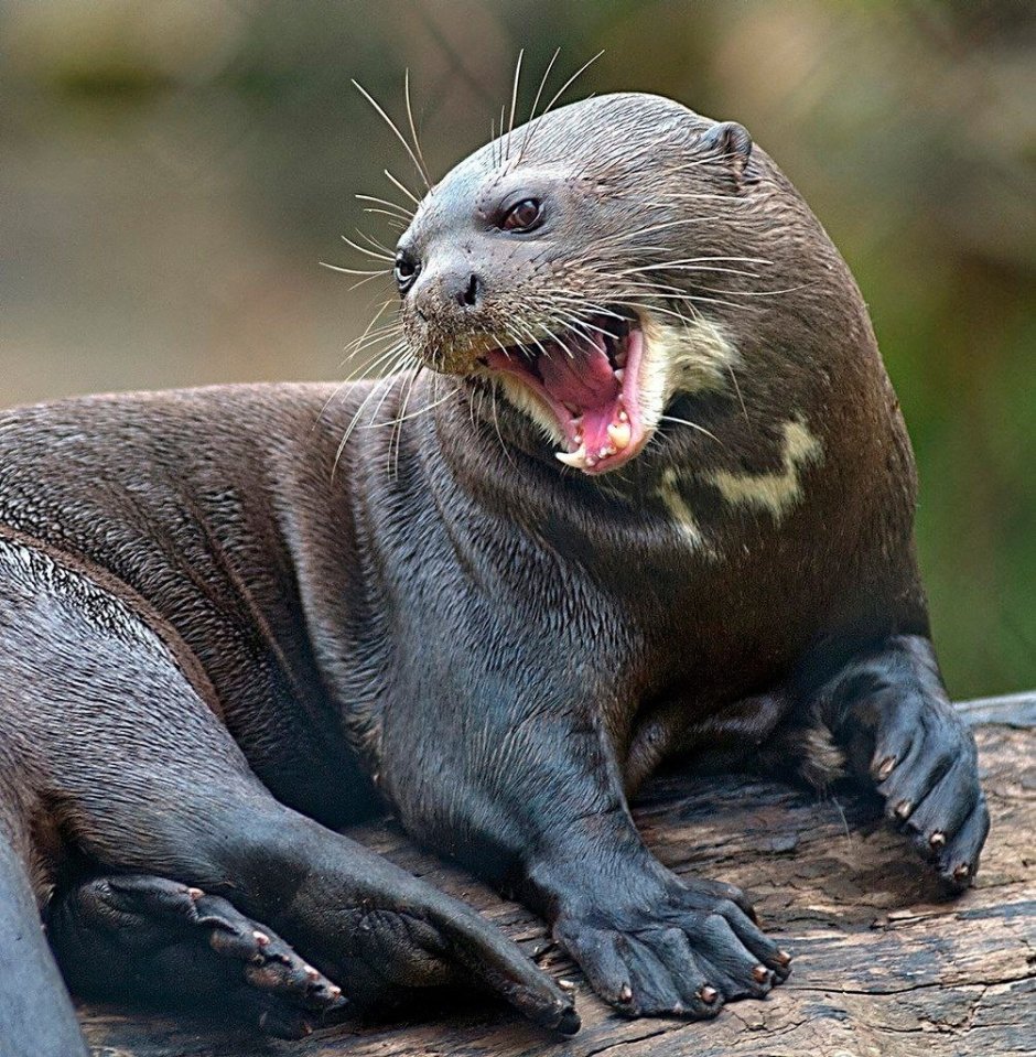 Pteronura Brasiliensis