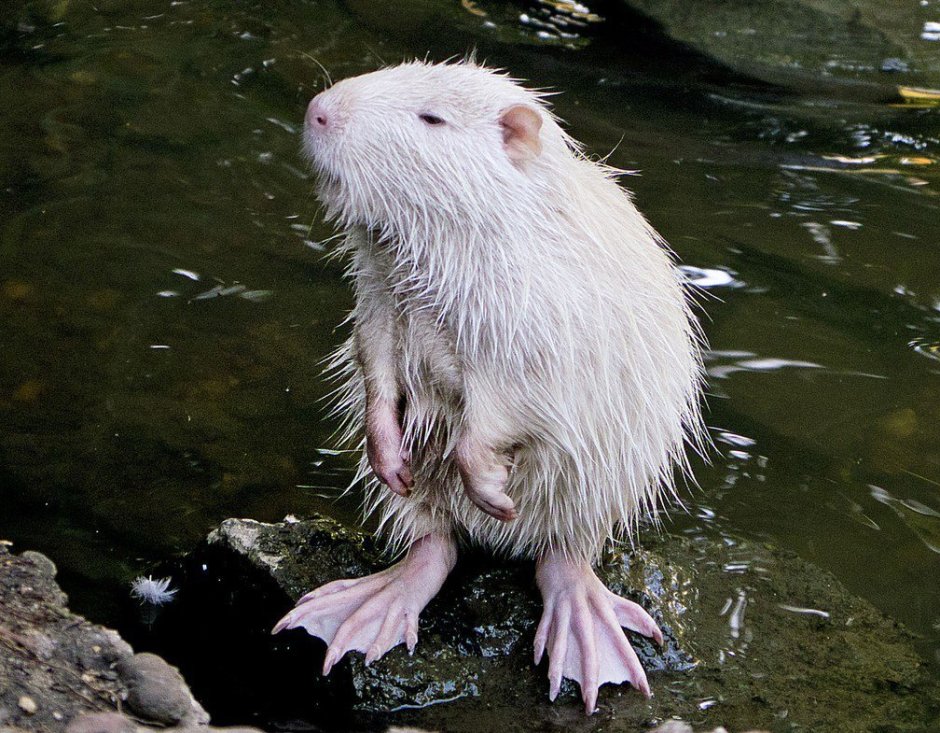 Нутрия белая