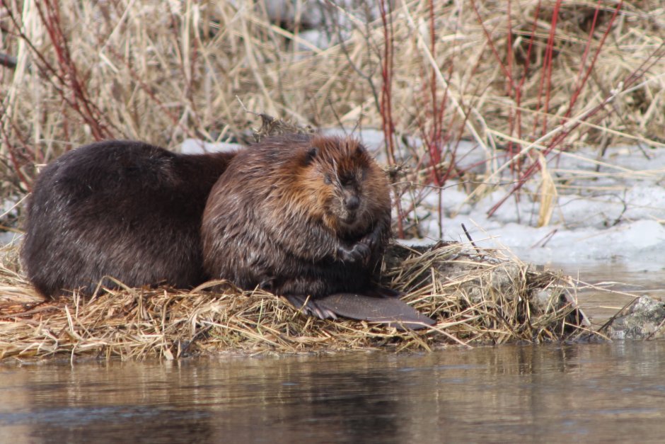 Западносибирский Речной Бобр