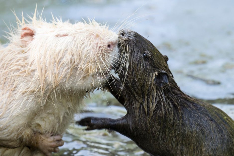 Бобр альбинос