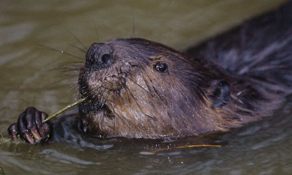 Бобры в Пензенской области