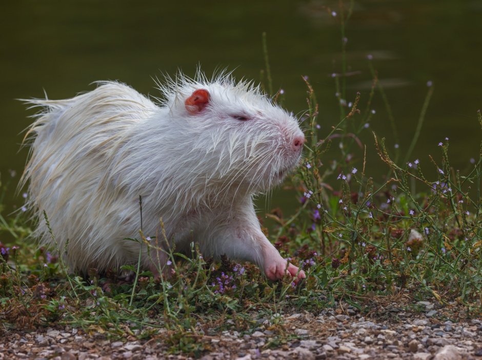 Жемчужная нутрия