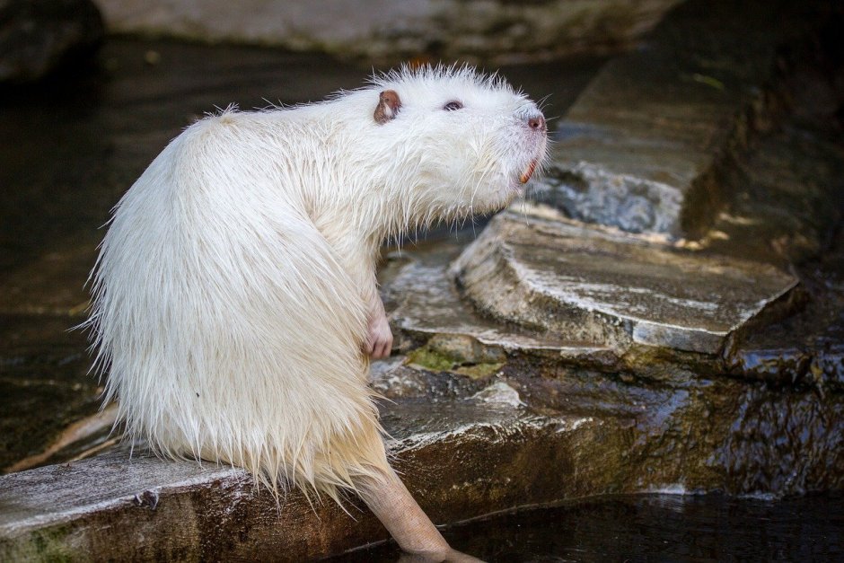 Нутрия альбинос