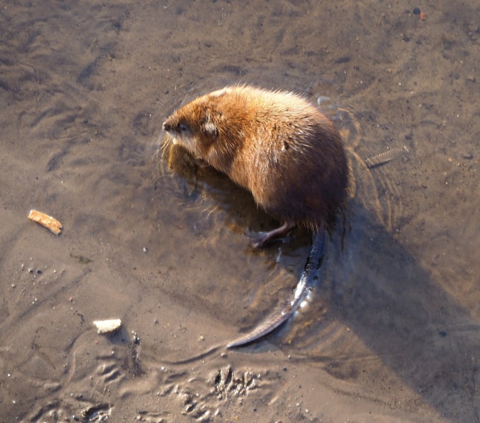 Ондатра на озере кабан