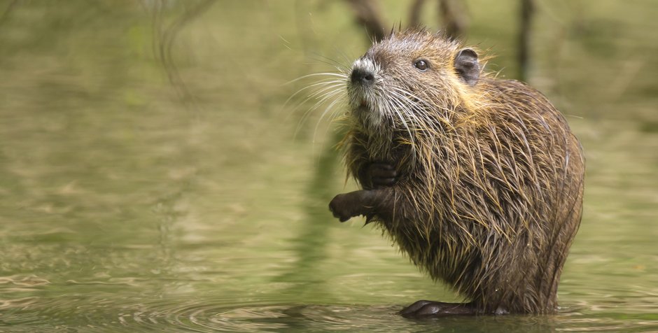 Бобр в движении