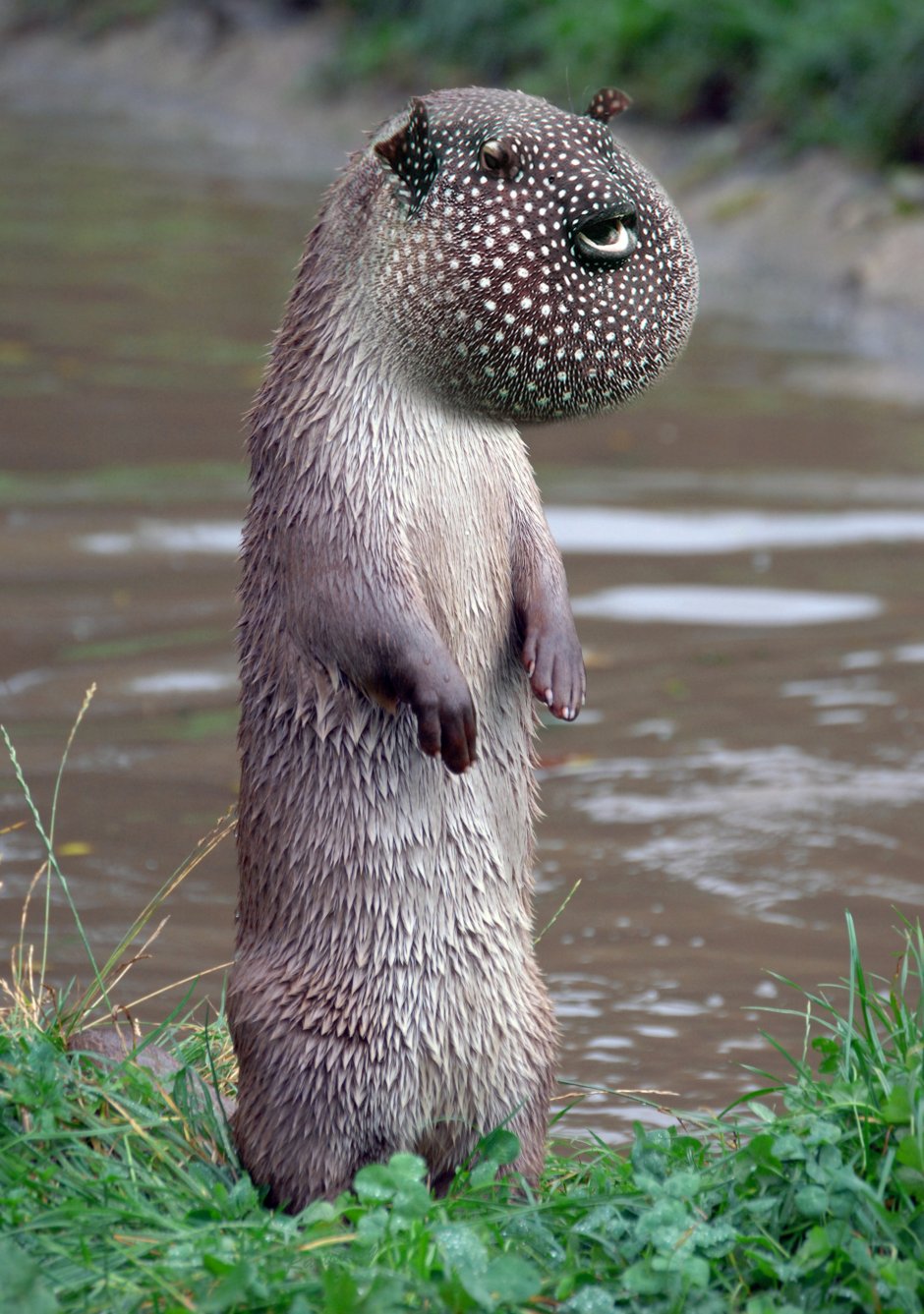 Бобр ондатра выдра